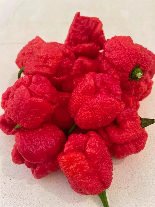 Carolina Reaper Carolina Reaper