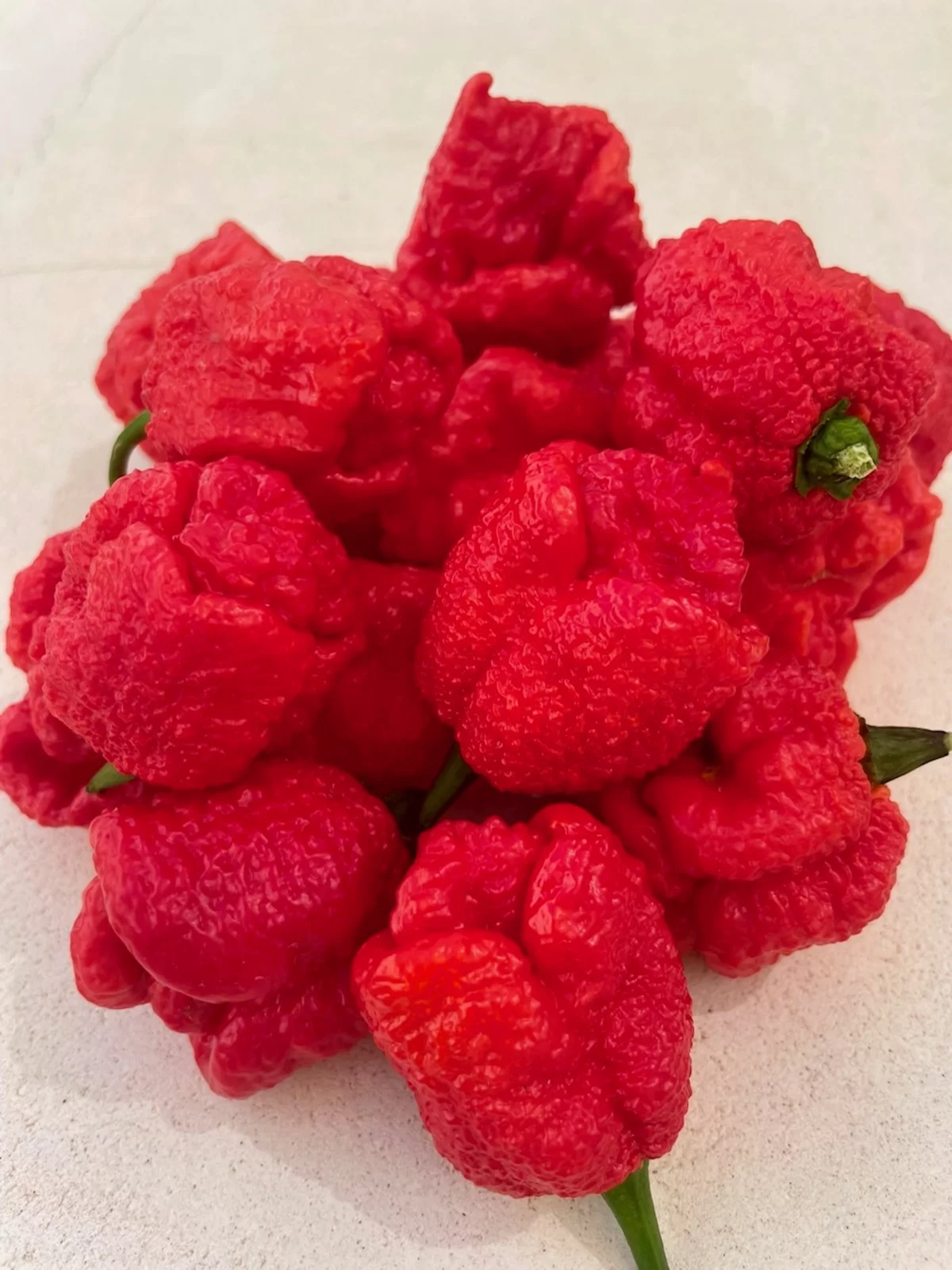 Frische Carolina Reaper aus Mallorca Frische Carolina Reaper aus Mallorca